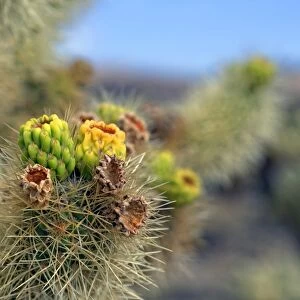 Flowering Cholla Cactus, Cholla Cactus Garden, Joshua Tree National Park, Desert Center, California, USA