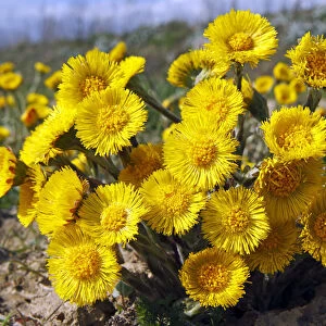 Flowering coltsfoot foalfoot -Tussilago farfara- medicinal plant
