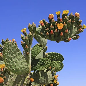 Flowering and fruiting Prickly pear -Opuntia ficus-indica-, opuntia, Indian figs
