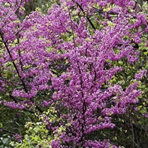 Flowering Judas Tree -Cercis siliquastrum-, Dilek National Park, Kusadasi, Aydin province, Aegean region, Turkey