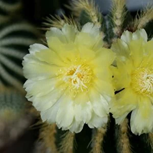 Flowering Notocactus -Notocactus spec-
