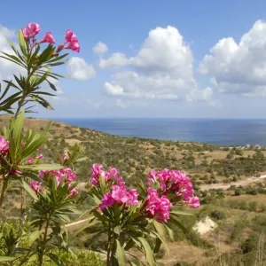 Blühende Oleandern (Nerium oleander), Landschaft mit Meer in Latchi am Akamas im Süden von Zypern der Republik Zypern des Mittelmeers Europa Blühende Oleandern (Nerium oleander), Landschaft mit Meer in Latchi am Akamas im Süden von Zypern der Republik Zypern des Mittelmeers Europa