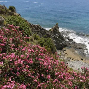 Flowering oleander -Nerium oleander- on the coast, Turkish Riviera, Alanya, Antalya province, Cilicia, Turkey