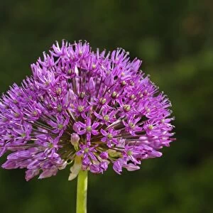 Flowering onion -Alium aflatunense-, Europe