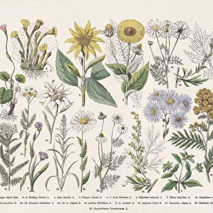 Flowering plants (Angiospermae, Asteraceae), hand-colored wood engraving, published in 1887