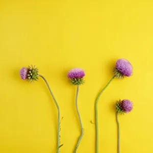 Flowering purple thistles Flowering purple thistles