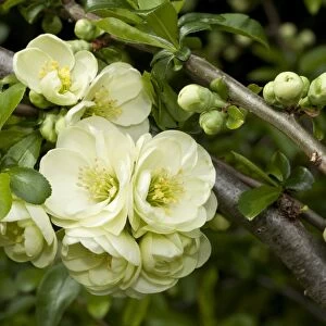 Flowering Quince -Chaenomeles x superba-, flowers and buds, Germany