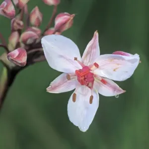 Flowering rush (Butomus umbellatus), Hortobagy Puszta plains, Hungary, Europe Flowering rush (Butomus umbellatus), Hortobagy Puszta plains, Hungary, Europe