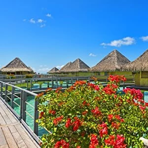 Flowers in full bloom at the overwater bungalows, Bora Bora, French Polynesia, South Pacific, Oceania