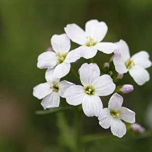 Flowers of the Cuckoo Flower or Ladys Smock -Cardamine pratensis-, medicinal plant