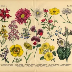 Rare 1886 Victorian Botanical Print of Red Exotic Flowers