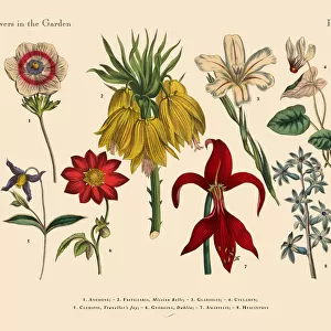 Flowers of the Garden, Victorian Botanical Illustration