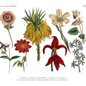 Flowers of the Garden, Victorian Botanical Illustration Flowers of the Garden, Victorian Botanical Illustration
