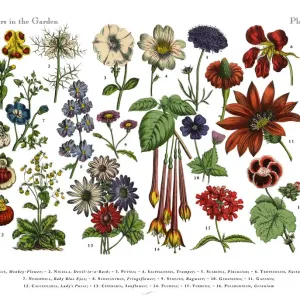 Flowers of the Garden, Victorian Botanical Illustration Flowers of the Garden, Victorian Botanical Illustration