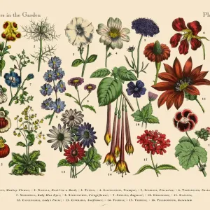 Flowers of the Garden, Victorian Botanical Illustration Flowers of the Garden, Victorian Botanical Illustration