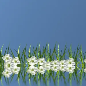 Flowers in the grass, mirroring, 3D graphics Flowers in the grass, mirroring, 3D graphics