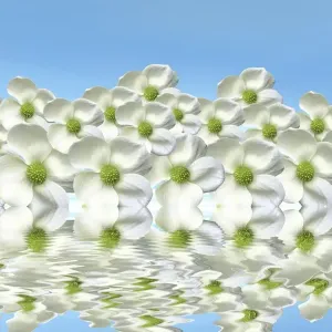 Flowers on the water with mirroring, 3D graphics Flowers on the water with mirroring, 3D graphics