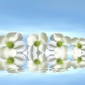 Flowers on the water with mirroring, 3D graphics