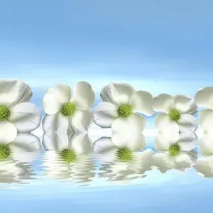 Flowers on the water with mirroring, 3D graphics Flowers on the water with mirroring, 3D graphics