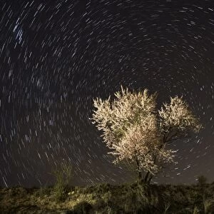 Flowery almond-tree one night of starry spring
