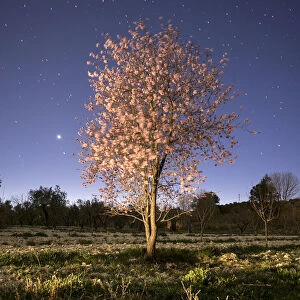 Flowery almond-tree one spring night