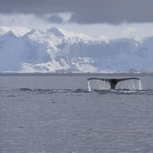 Fluke of a Humpback Whale -Megaptera novaeangliae-, diving, Gerlache Strait, Antarctic Peninsula, Antarctica