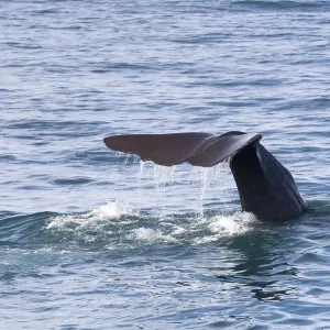 Fluke of a Sperm Whale -Physeter macrocephalus- while diving, Kaikoura, Canterbury Region, New Zealand