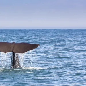 Nature & Wildlife Collection: Sperm Whales
