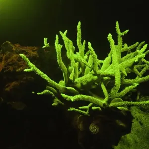 Fluorescent coral (Acropora sp. ), underwater view Fluorescent coral (Acropora sp. ), underwater view