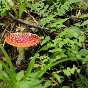 Fly agaric -Amanita muscaria-