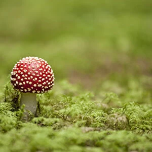 Fly Agaric -Amanita muscaria-, fruiting body between moss, Germany