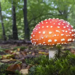 Fly agaric (Amanita muscaria), mushrooms, Hesse, Germany Fly agaric (Amanita muscaria), mushrooms, Hesse, Germany