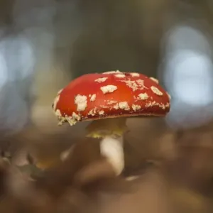 Fly agaric or fly amanita (Amanita muscaria) amongst leaves, Emsland, Lower Saxony, Germany Fly agaric or fly amanita (Amanita muscaria) amongst leaves, Emsland, Lower Saxony, Germany