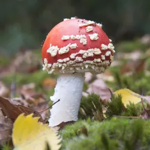 Fly agaric or fly amanita (Amanita muscaria) amongst moss, Emsland, Lower Saxony, Germany Fly agaric or fly amanita (Amanita muscaria) amongst moss, Emsland, Lower Saxony, Germany