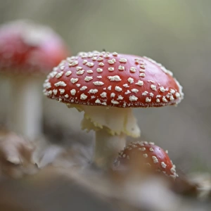 Fly Agaric mushrooms -Amanita muscaria-, Emsland, Lower Saxony, Germany