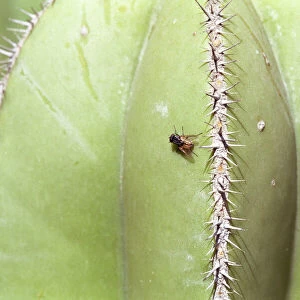Fly on a cactus in the botanical garden in Valencia, Spain, Europe