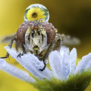 Fly on daisy Fly on daisy