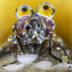 Fly with dew drops on eyes Fly with dew drops on eyes