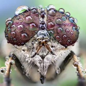 Fly with dew drops on its eyes Fly with dew drops on its eyes