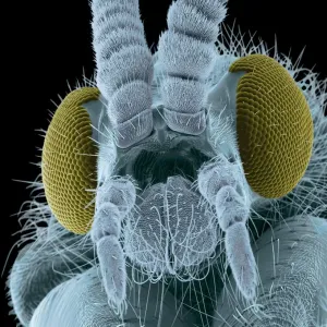 Fly Head Print, Coloured SEM