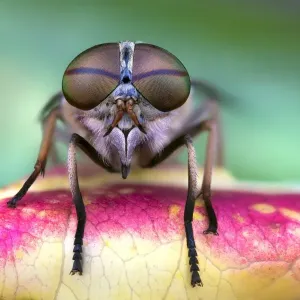 Fly on a leaf Fly on a leaf