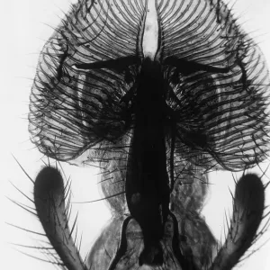 Fly Proboscis Fly Proboscis