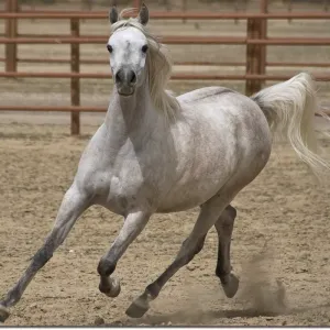 Flying Arabian Flying Arabian