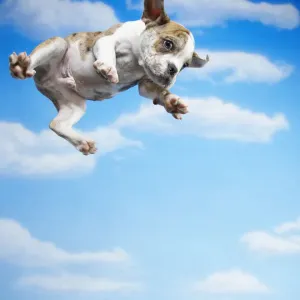 Flying Bulldog Puppy Print Flying Bulldog Puppy Print