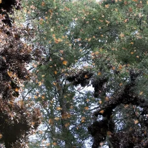 Flying Monarch butterflies (Danaus plexippus) Flying Monarch butterflies (Danaus plexippus)