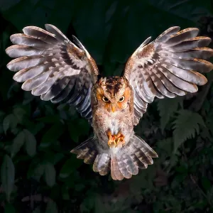 A flying Otus Spilocephalus