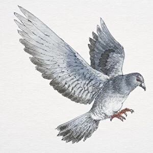 Flying pigeon with message attached to its foot landing, side view