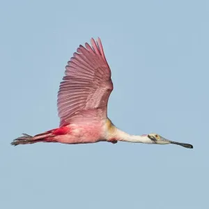 Flying Roseate Spoonbill Flying Roseate Spoonbill