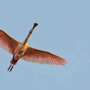 Flying spoonbill