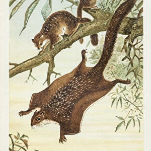 Flying squirrel chromolithograph 1896